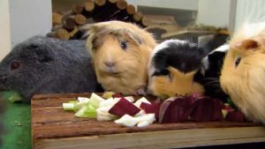 Vier Meerschweinchen sitzen vor einem Schneidebrett aus Holz, auf dem geschnittenes Gemüse liegt.